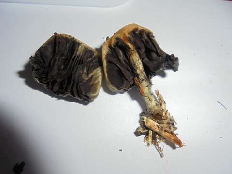 Image de <i>Psilocybe weraroa</i> var. <i>subsecotioides</i>