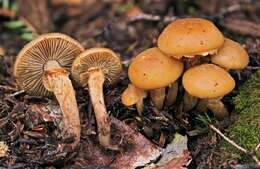 Image of Pholiota