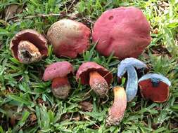 Image of Rubroboletus rhodosanguineus (Both) Kuan Zhao & Zhu L. Yang 2014