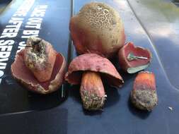 Image of Rubroboletus rhodosanguineus (Both) Kuan Zhao & Zhu L. Yang 2014