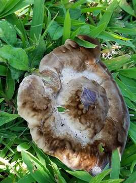 Image of Polyporus