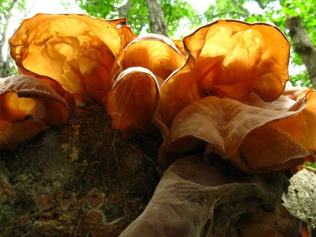 Image of <i>Auricularia angiospermarum</i>