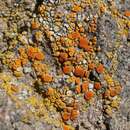 Image of orange lichen