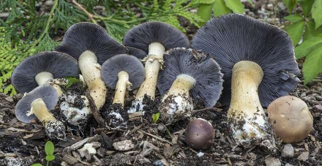 Image of Stropharia