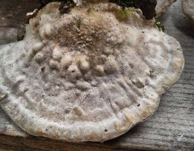 Image of Trametes