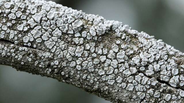 Image of rim lichen