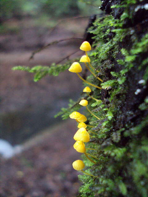 Image of Mycena oregonensis A. H. Sm. 1936