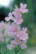 Image of Colorado beardtongue