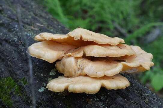 Image of Pleurotus