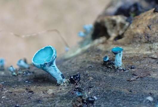 Image of Chlorociboria aeruginosa (Oeder) Seaver ex C. S. Ramamurthi, Korf & L. R. Batra 1958