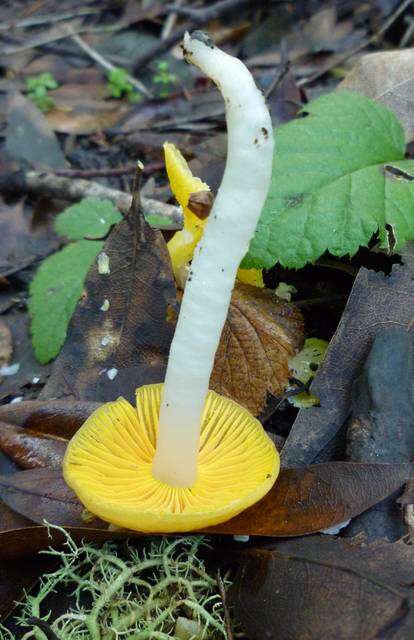 Plancia ëd Hygrocybe flavifolia (A. H. Sm. & Hesler) Singer 1951