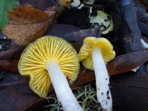 Plancia ëd Hygrocybe flavifolia (A. H. Sm. & Hesler) Singer 1951