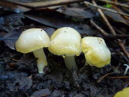 Plancia ëd Hygrocybe flavifolia (A. H. Sm. & Hesler) Singer 1951