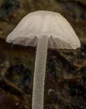 Imagem de Hemimycena