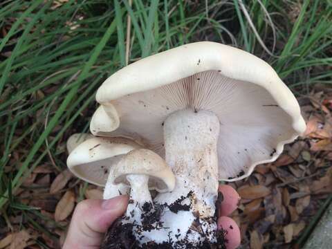 Image of Macrocybe