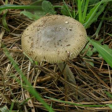 Image of <i>Amanita rhacopus</i>