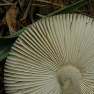 Image of <i>Amanita rhacopus</i>