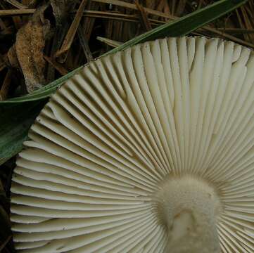 Imagem de <i>Amanita rhacopus</i>