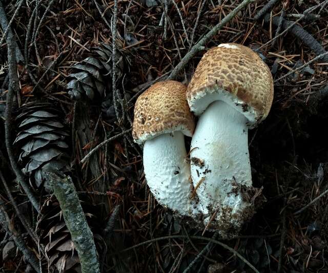 Image of Agaricus augustus Fr. 1838