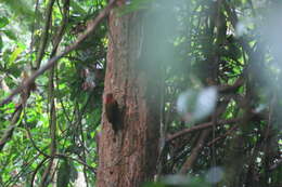 Image of Red-collared Woodpecker