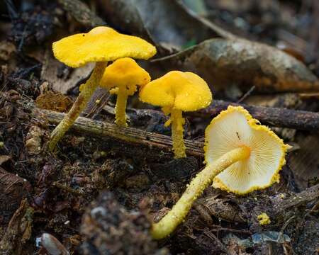 Image of Cystolepiota