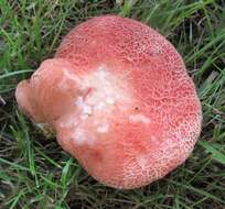 Rhodotus resmi