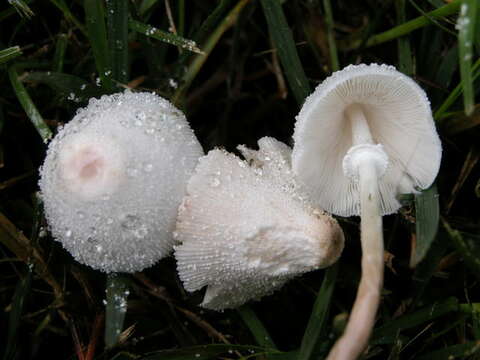 Слика од Leucocoprinus