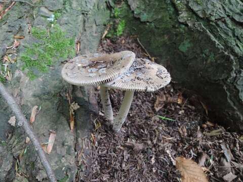 Image of <i>Amanita rhacopus</i>