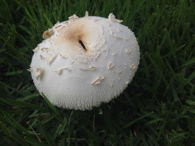 Chlorophyllum resmi