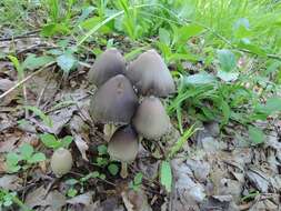 Image of Coprinopsis acuminata (Romagn.) Redhead, Vilgalys & Moncalvo 2001