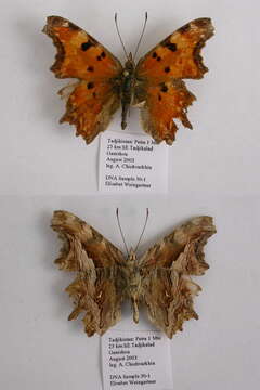 Image of Polygonia undina