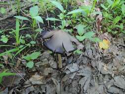 Image of Coprinopsis acuminata (Romagn.) Redhead, Vilgalys & Moncalvo 2001