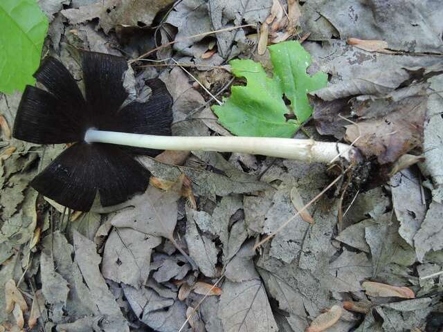 Image of Coprinopsis acuminata (Romagn.) Redhead, Vilgalys & Moncalvo 2001