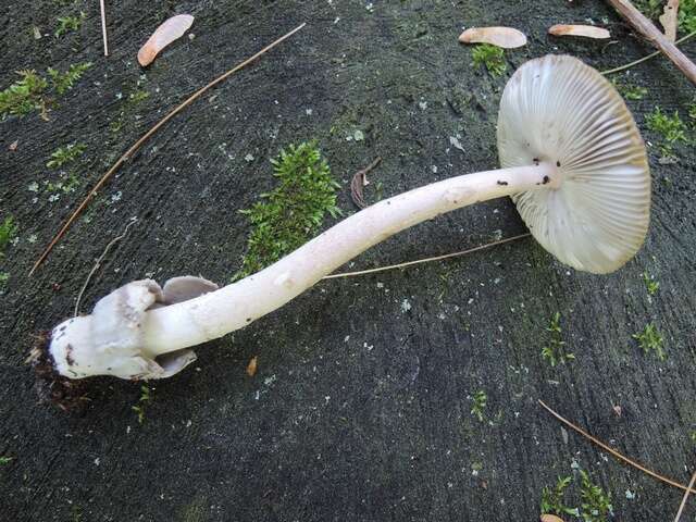 Image of Amanita sinicoflava Tulloss 1988