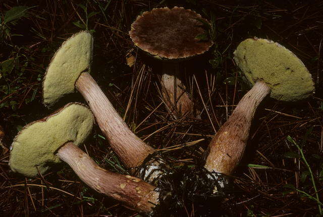 Image of Aureoboletus projectellus (Murrill) Halling 2015