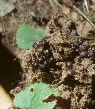 Sivun Boletinellaceae kuva