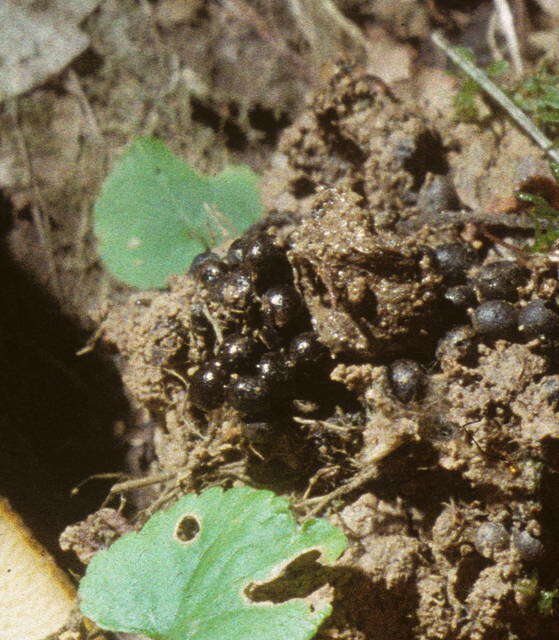 Sivun Boletinellaceae kuva