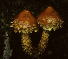 Hemistropharia resmi