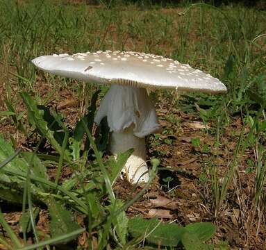 Image of Amanita canescens D. T. Jenkins 1982