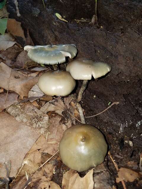 Image of Psilocybe ovoideocystidiata Guzmán & Gaines 2007