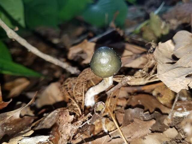 Image of Psilocybe ovoideocystidiata Guzmán & Gaines 2007