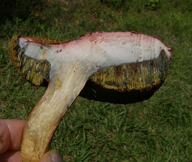 Image of Boletus patrioticus T. J. Baroni, Bessette & Roody 1998