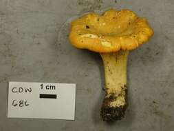 Image of Newfoundland chanterelle