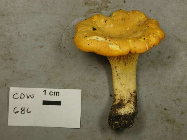 Image of Cantharellus enelensis Voitk, Thorn, Lebeuf & J. I. Kim 2017