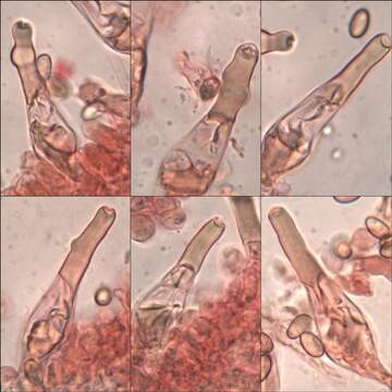 Pholiota resmi