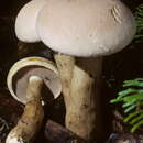 Imagem de Tylopilus intermedius A. H. Sm. & Thiers 1971