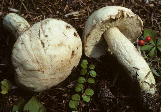 Plancia ëd Leccinum insolens A. H. Sm., Thiers & Watling 1968