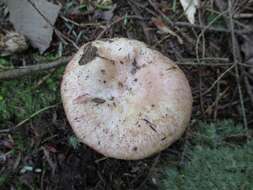 Image of <i>Lactarius subpurpureus</i>