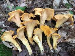 Image of Cantharellus lateritius (Berk.) Singer 1951