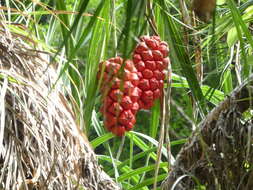 Image of Pandanus gemmifer